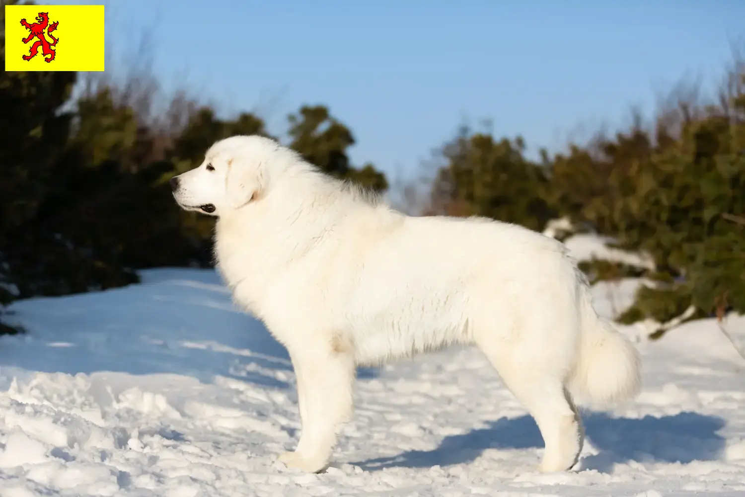 Lees meer over het artikel Maremma Abruzzo Herdershond fokkers en pups in Zuid-Holland