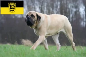 Lees meer over het artikel Mastiff fokkers en pups in Baden-Württemberg