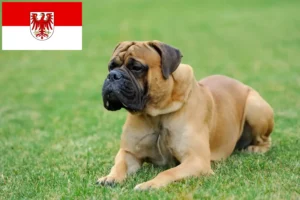 Lees meer over het artikel Mastiff fokkers en pups in Brandenburg