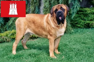 Lees meer over het artikel Mastiff fokkers en pups in Hamburg