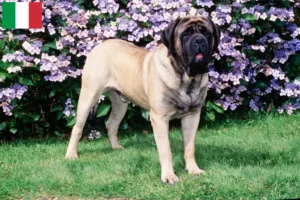 Lees meer over het artikel Mastiff fokkers en puppies in Italië