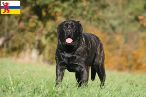 Lees meer over het artikel Mastiff fokkers en pups in Limburg