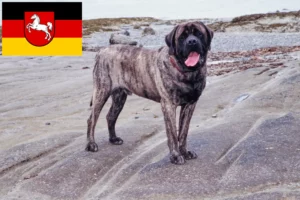 Lees meer over het artikel Mastiff fokkers en pups in Nedersaksen