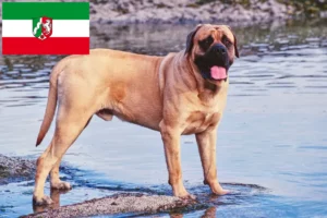 Lees meer over het artikel Mastiff fokkers en pups in Noordrijn-Westfalen