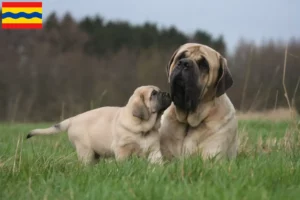 Lees meer over het artikel Mastiff fokkers en pups in Overijssel