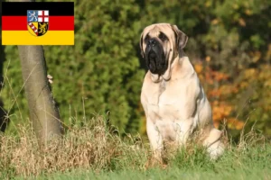 Lees meer over het artikel Mastiff fokkers en pups in Saarland