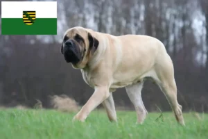 Lees meer over het artikel Mastiff fokkers en pups in Saksen