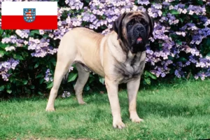 Lees meer over het artikel Mastiff fokkers en pups in Thüringen