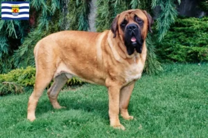 Lees meer over het artikel Mastiff fokkers en pups in Zeeland