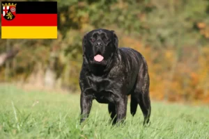 Lees meer over het artikel Mastiff fokkers en pups in Rijnland-Palts