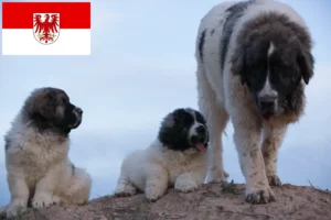 Lees meer over het artikel Mastín del Pirineo fokkers en pups in Brandenburg