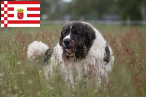 Lees meer over het artikel Mastín del Pirineo fokkers en pups in Bremen