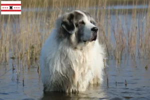 Lees meer over het artikel Mastín del Pirineo fokkers en pups in Drenthe