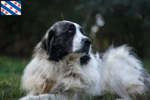 Lees meer over het artikel Mastín del Pirineo fokkers en pups in Friesland