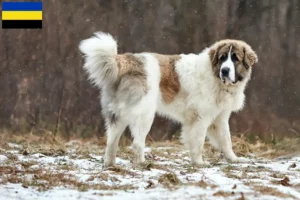 Lees meer over het artikel Mastín del Pirineo fokkers en pups in Gelderland