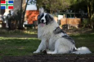 Lees meer over het artikel Mastín del Pirineo fokkers en pups in Groningen