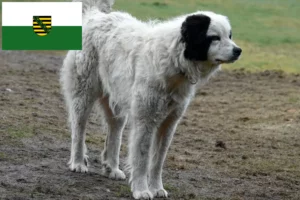 Lees meer over het artikel Mastín del Pirineo fokkers en pups in Saksen