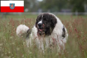 Lees meer over het artikel Mastín del Pirineo fokkers en pups in Thüringen