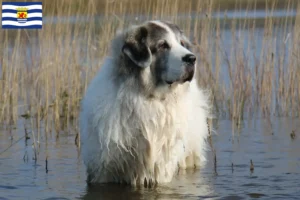 Lees meer over het artikel Mastín del Pirineo fokkers en pups in Zeeland