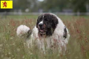 Lees meer over het artikel Mastín del Pirineo fokkers en pups in Zuid-Holland