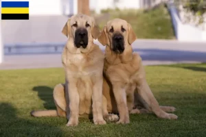 Lees meer over het artikel Mastín Español fokkers en pups in Gelderland