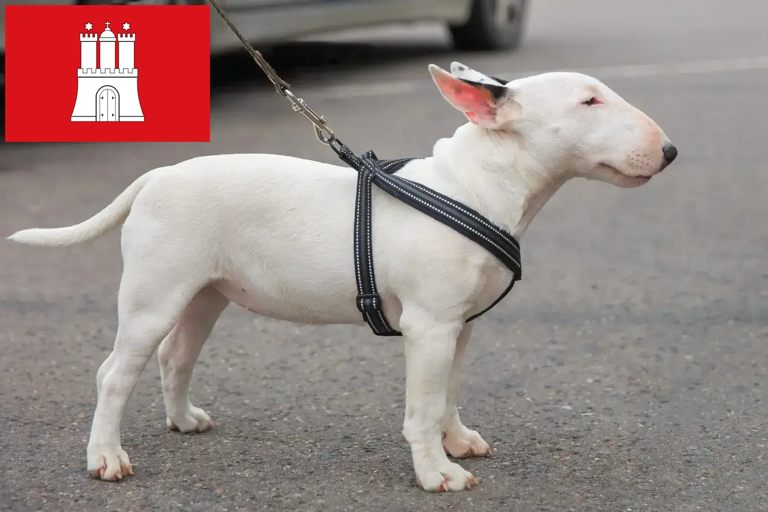 Lees meer over het artikel Miniatuur Bull Terrier fokkers en pups in Hamburg