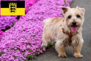 Lees meer over het artikel Norfolk Terrier fokkers en pups in Baden-Württemberg