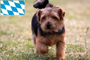 Lees meer over het artikel Norfolk Terrier fokkers en puppies in Beieren