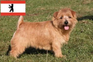 Lees meer over het artikel Norfolk Terrier fokkers en pups in Berlijn