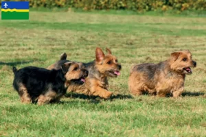 Lees meer over het artikel Norfolk Terrier fokkers en pups in Flevoland