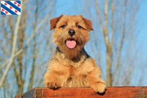 Lees meer over het artikel Norfolk Terrier fokkers en pups in Friesland