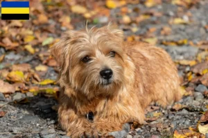 Lees meer over het artikel Norfolk Terrier fokkers en pups in Gelderland