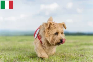 Lees meer over het artikel Norfolk Terrier fokkers en puppies in Italië