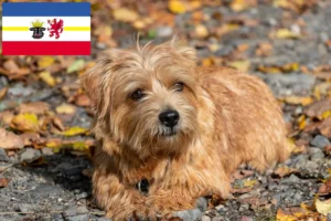 Lees meer over het artikel Norfolk Terrier fokkers en pups in Mecklenburg-Vorpommern