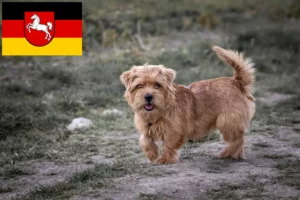 Lees meer over het artikel Norfolk Terrier fokkers en pups in Nedersaksen