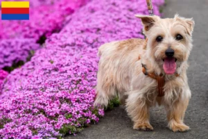 Lees meer over het artikel Norfolk Terrier fokkers en pups in Noord-Holland