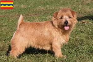 Lees meer over het artikel Norfolk Terrier fokkers en pups in Overijssel