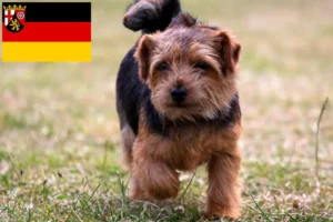 Lees meer over het artikel Norfolk Terrier fokkers en pups in Rijnland-Palts