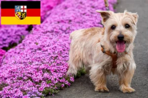 Lees meer over het artikel Norfolk Terrier fokkers en pups in Saarland