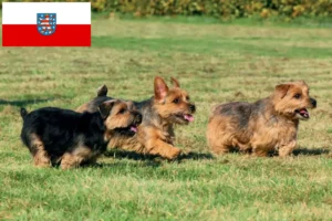 Lees meer over het artikel Norfolk Terrier fokkers en pups in Thüringen