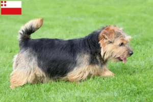 Lees meer over het artikel Norfolk Terrier fokkers en pups in Utrecht