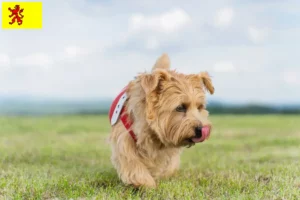 Lees meer over het artikel Norfolk Terrier fokkers en pups in Zuid-Holland