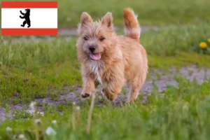 Lees meer over het artikel Norwich Terrier fokkers en pups in Berlijn