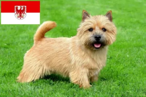 Lees meer over het artikel Norwich Terrier fokkers en pups in Brandenburg