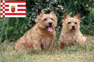 Lees meer over het artikel Norwich Terrier fokkers en pups in Bremen