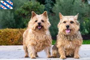 Lees meer over het artikel Norwich Terrier fokkers en pups in Friesland