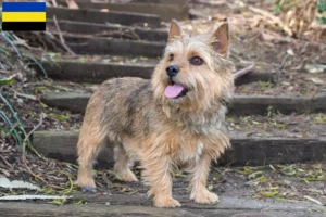 Lees meer over het artikel Norwich Terrier fokkers en pups in Gelderland