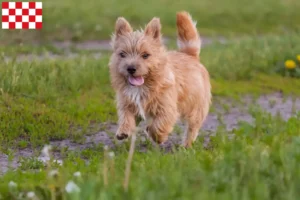 Lees meer over het artikel Norwich Terrier fokkers en pups in Noord-Brabant