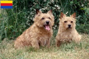 Lees meer over het artikel Norwich Terrier fokkers en pups in Noord-Holland