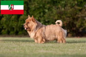 Lees meer over het artikel Norwich Terrier fokkers en pups in Noordrijn-Westfalen